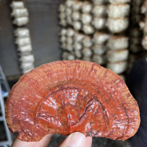 Ganoderma Miceltec