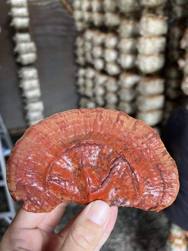 Ganoderma Lucidum (Reishi) en polvo - Image 4
