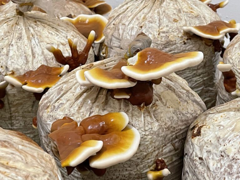 Ganoderma
