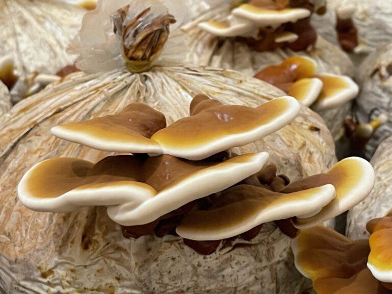 Ganoderma