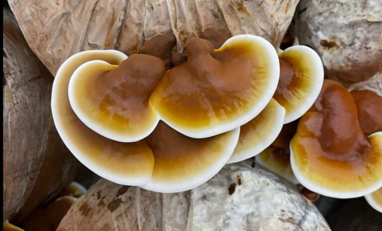 Ganoderma