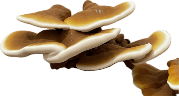 Ganoderma (Reishi) Afrecho 500gr - Image 2