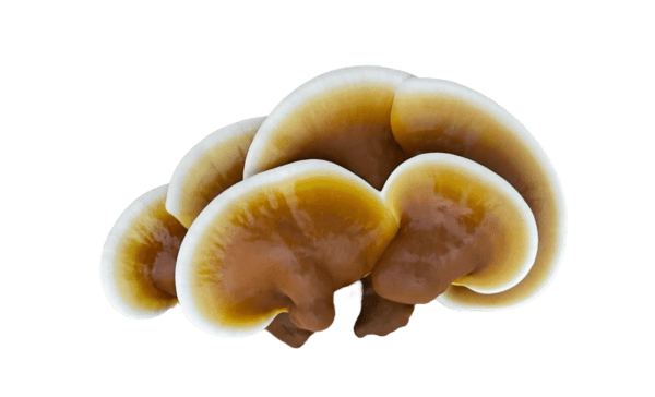 Ganoderma (Reishi) Fresco 1Kg - Image 3
